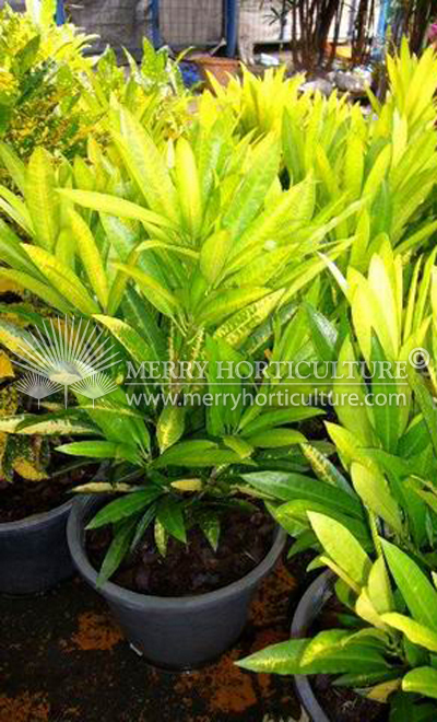 Codiaeum var 'gold finger'